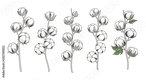 Schilderij op canvas Hand drawn cotton flower branches set vector illustration