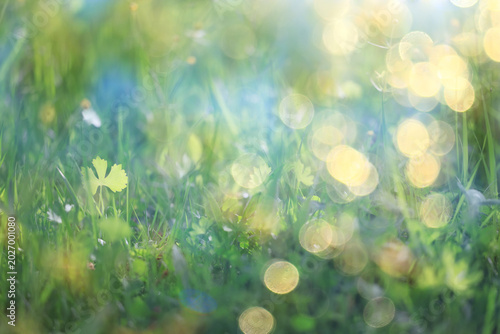 bokeh grass and flowers, summer nature background, blurred sun glare on fields of meadow flowers and fresh grass