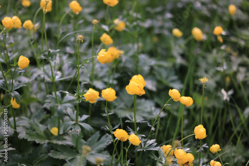 Globeflower wild flowers yellow wildflowers buttercups, spring nature background in the field