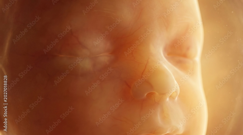 Obraz premium Close up view of a human fetus's face within the womb showing delicate skin and developing features