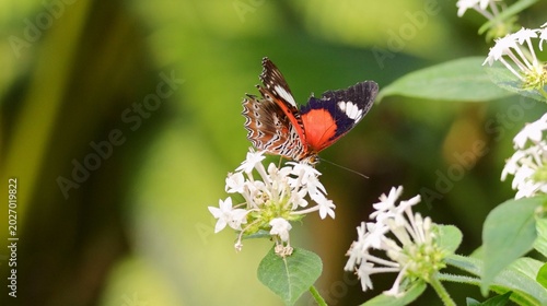 Bild auf Leinwand Red and Black Butterfly Pollinating White Flowers in a Tropical Garden