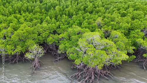 Obraz na plátně Aerial View of Dense Mangrove Forest and Stilt Roots in Port Douglas