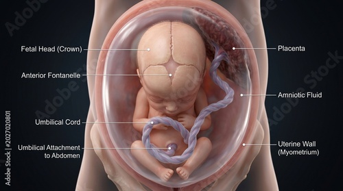Fetus in utero showing developing head umbilical cord placenta and amniotic fluid