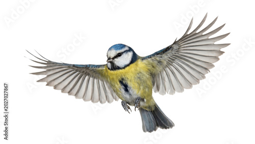 Tableau sur toile Eurasian blue tit, cyanistes caeruleus, in flight with outstretched wings, isolated on transparent background
