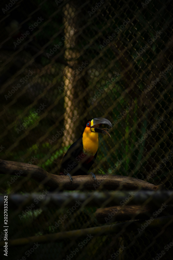 Fototapeta premium Black-billed Toucan in Close-up