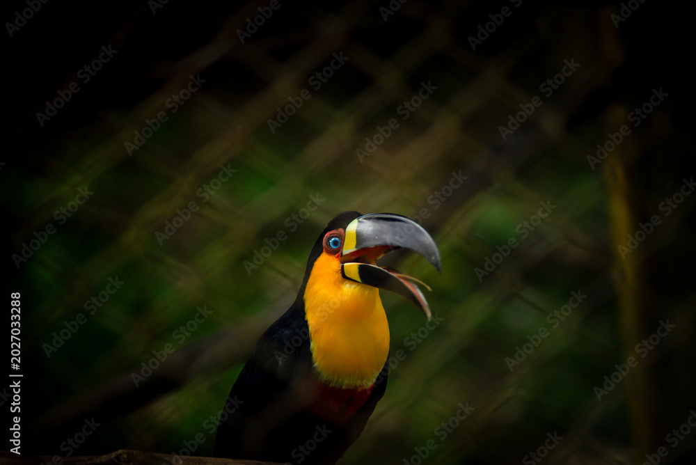 Fototapeta premium Black-billed Toucan in Close-up