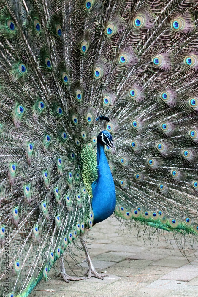 Obraz premium peacock with feathers