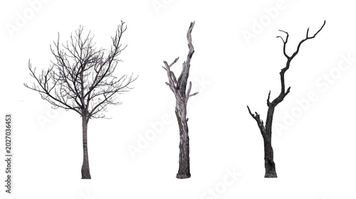 Tableau sur toile Set of three dead leafless trees and bare dry trunks isolated on white backgroun