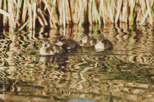 Ducks and baby ducks in the morning