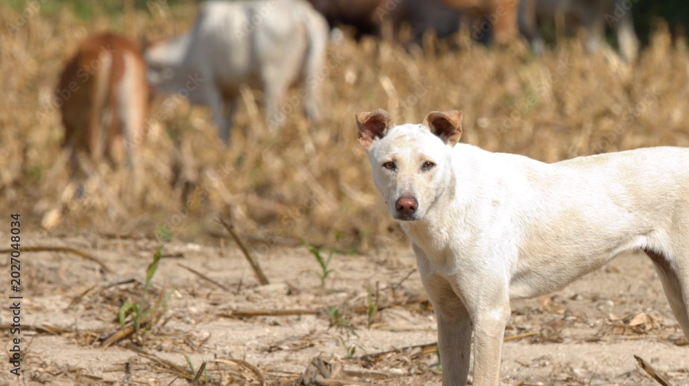 Fototapeta premium White Stray Dog Standing in Dry Field with Cattle in Background