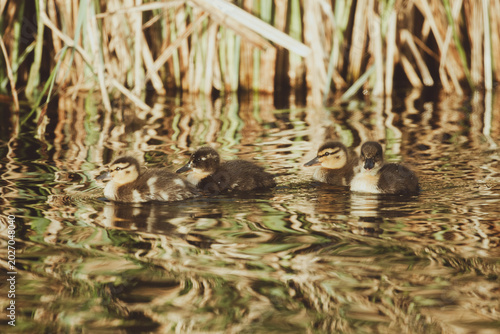 Ducks and baby ducks in the morning