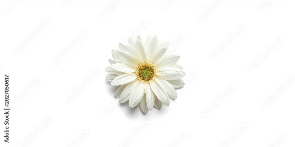 Obraz premium Big white flower centered on uniform white background for copy space