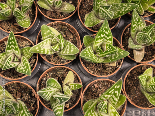 Tableau sur toile Gasteria Succulent Small Terracotta Pots Overhead View Nursery Collection