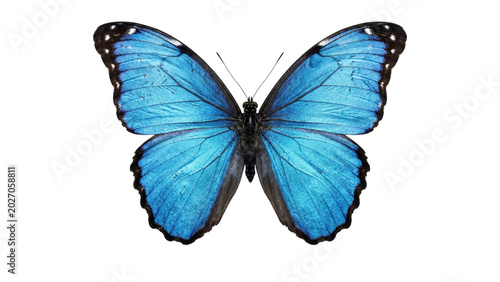 Photos Blue morpho butterfly with open wings top view isolated on transparent backgroun