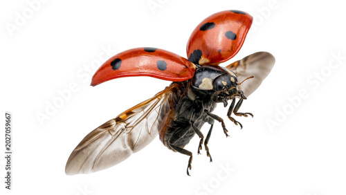 Cuadro en lienzo Flying ladybug isolated on transparent background detailed macro photography of