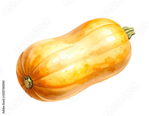 Watercolor butternut squash long orange pumpkin with smooth glossy skin and green stem on isolated background