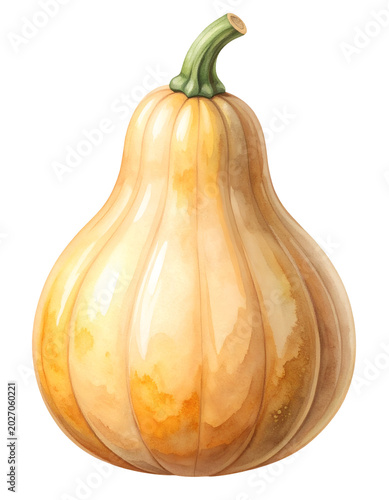 Watercolor butternut squash pumpkin illustration with beige orange body green stem and smooth autumn vegetable shape on isolated background