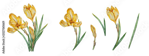 Cuadro en lienzo Watercolor botanical set with yellow crocus saffron floral compositions and separate elements in realistic style