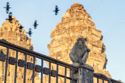 Obraz na płótnie Monkeys in Lopburi Thailand