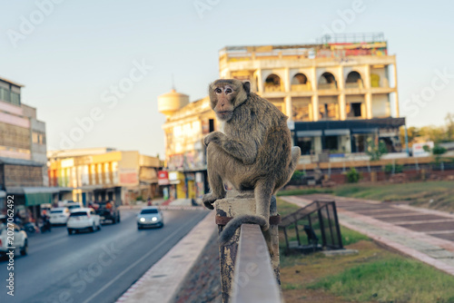 Photography Monkeys in Lopburi Thailand