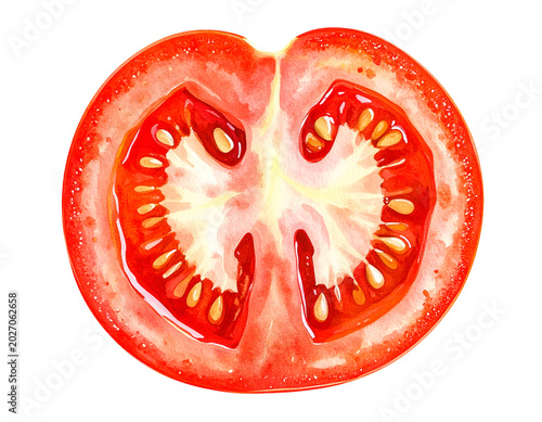 Watercolor tomato half cross section illustration showing red juicy flesh white center and visible seeds on isolated background