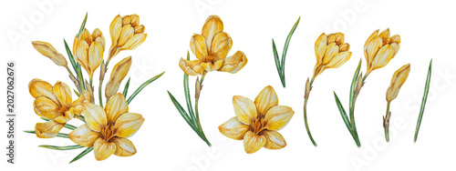 Schilderij op canvas Watercolor botanical set with yellow crocus saffron floral compositions and separate elements in realistic style