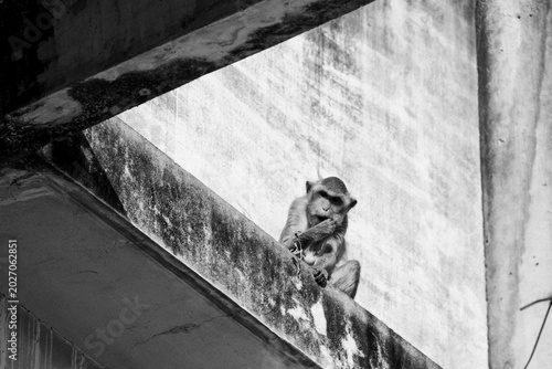 Canvas Print Monkeys in Lopburi Thailand