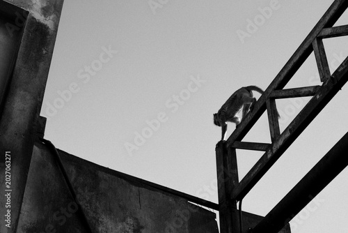 Photography Monkeys in Lopburi Thailand