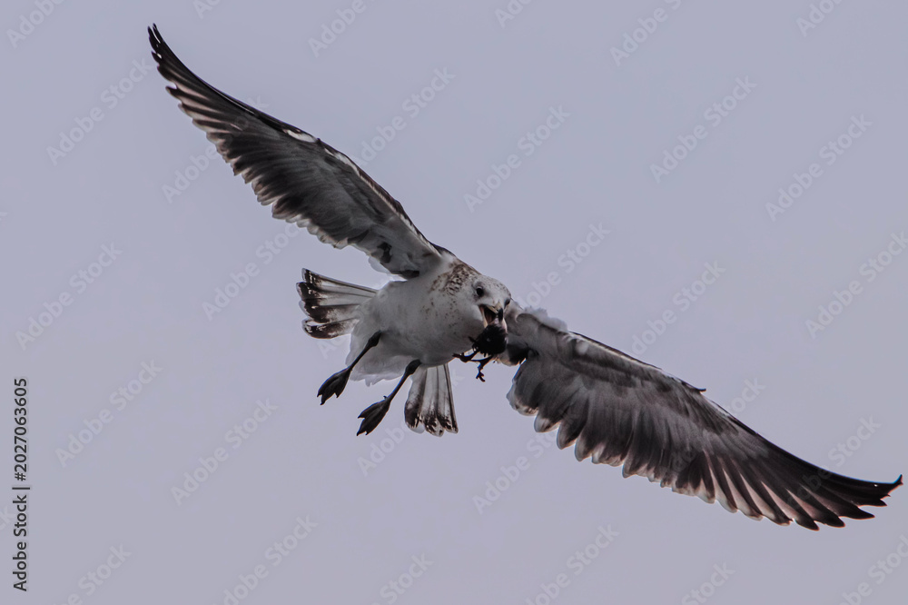 Obraz premium seagull in flight with muscle in beak