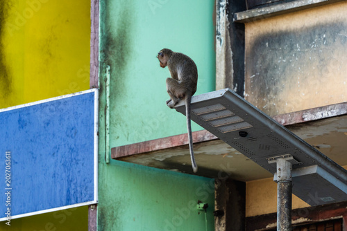 Foto Monkeys in Lopburi Thailand