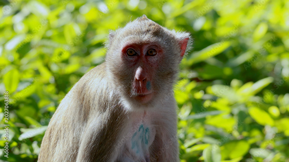 Fototapeta premium Close up of a Macaque monkey looking at the camera in lush greenery