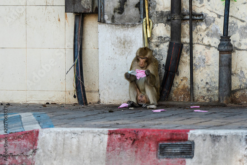 Tableau sur toile Monkeys in Lopburi Thailand