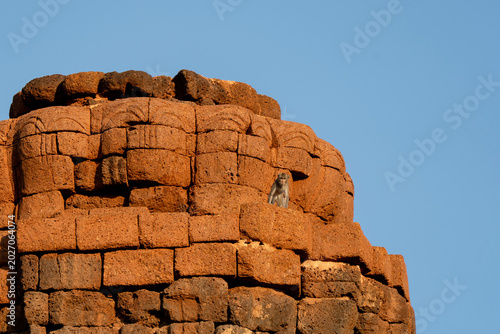 Cuadro en lienzo Monkeys in Lopburi Thailand