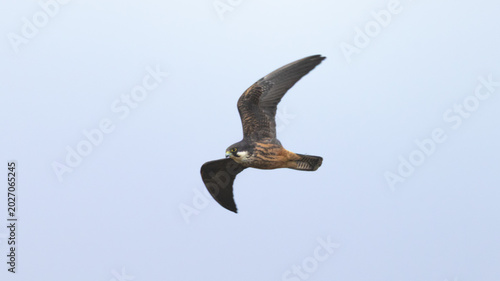 Foto Eleonora's falcon pale morph flying in the sky during spring in Cyprus (Falco el