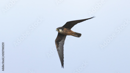 Foto Eleonora's falcon pale morph flying in the sky during spring in Cyprus (Falco el