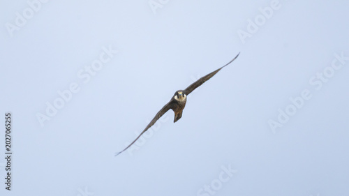 Tableau sur toile Eleonora's falcon pale morph flying in the sky during spring in Cyprus (Falco el