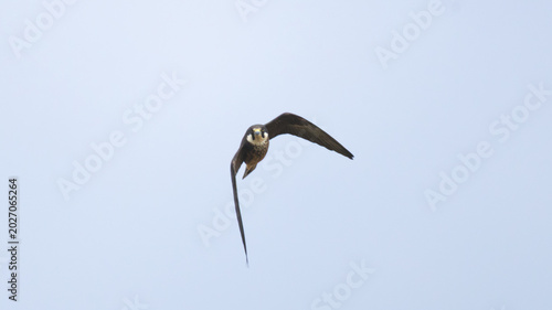 Photos Eleonora's falcon pale morph flying in the sky during spring in Cyprus (Falco el