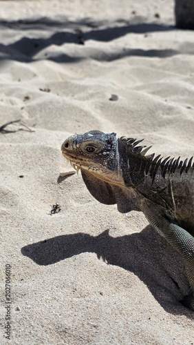 Iguane - Petit Terre - Guadeloupe
