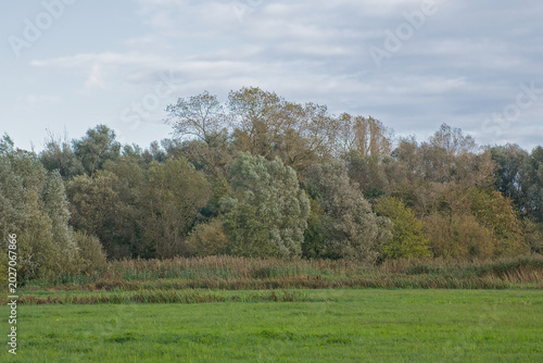 Foto autumnal marsh landscape with reed and trees under a blue sky with soft white cl