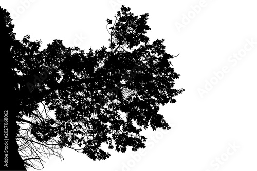 Photos A black and white photograph of an oak branch in a natural forest