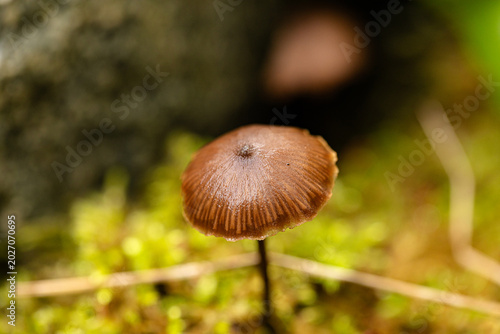 Es ist sehr kalt, dem kleinen Pilz stört das nicht