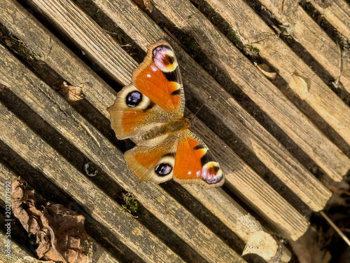 Pfauenauge in der Sonne