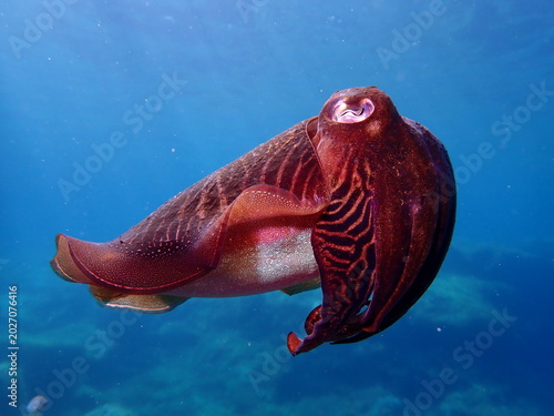 Fotografie Cuttlefish in Mediterranean