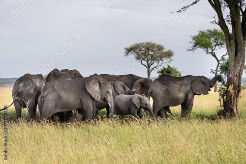 Konstfotografi Herd of Elephants in Grumeti Game Reserve, Tanzania