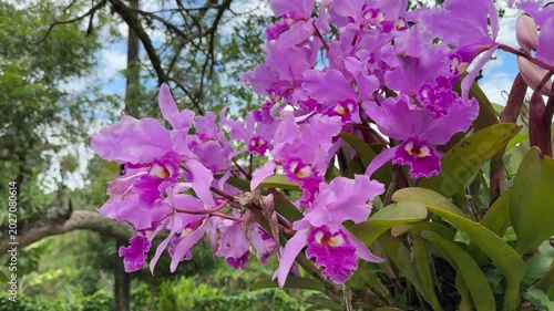 Beautiful Pink May Flowers (Cattleya trianae) in Colombia