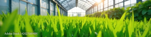 Lush green grass thriving inside a modern greenhouse, sunlight streaming through the glass panes Perfect for agricultural, environmental, or gardening themes , green, building, texture
