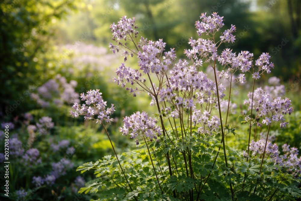 Obraz premium Wild Delavays Thalictrum garden plant in springtime