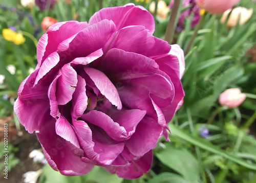 Photos spectacular purple peony corolla in close-up