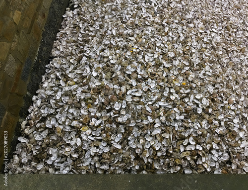 impressive large quantity of oyster shells washed ashore in Brittany