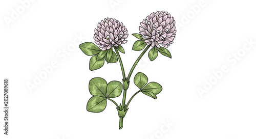 Detailed botanical illustration of a red clover plant featuring two round pink flower heads and characteristic three-parted green leaves.